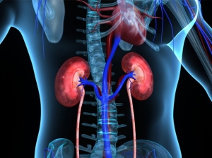Nefrolog&iacute;a